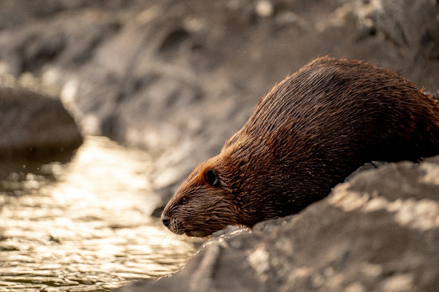 Beaver Entering Water